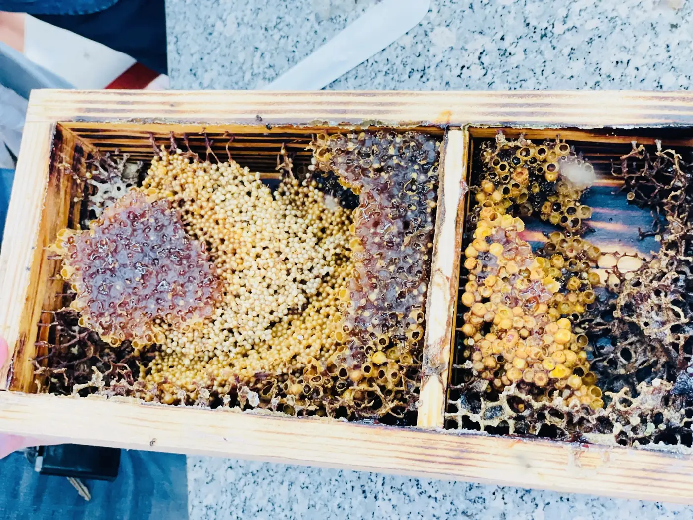 Tổ ong dú giống Ong Mộc